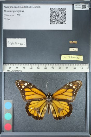 Media type: image;   Entomology 165003